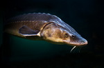 Russian sturgeon 